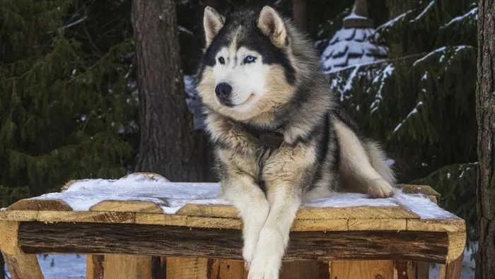Anjing Husky Dibacok di Bekasi, Polisi Libatkan K9 dalam Penyelidikan