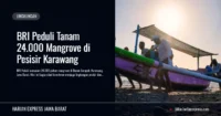 BRI Peduli Tanam 24.000 Mangrove di Pesisir Karawang