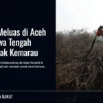 Karhutla Meluas di Aceh hingga Jawa Tengah Saat Puncak Kemarau