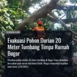 Evakuasi Pohon Durian 20 Meter Tumbang Timpa Rumah Bogor