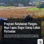 program-pertanian-sae-pasir-jambu