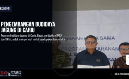 Pengembangan Budidaya Jagung di Cariu